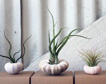 for Randi: mixed trio // air plant sea urchins // by robincharlotte