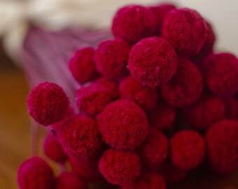 Bunch of Cranberry Craspedia, pink-red billy balls, red billy balls, billy buttons, red decor, cranberry wedding, red flowers