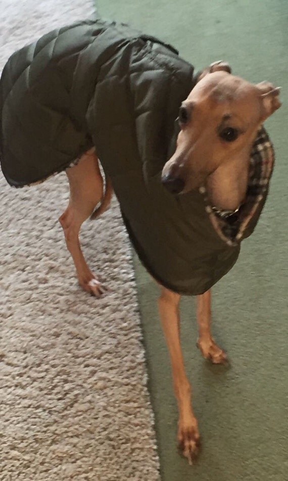 Similiar Italian Greyhound Clothing For Dogs Keywords Greyhound Black1