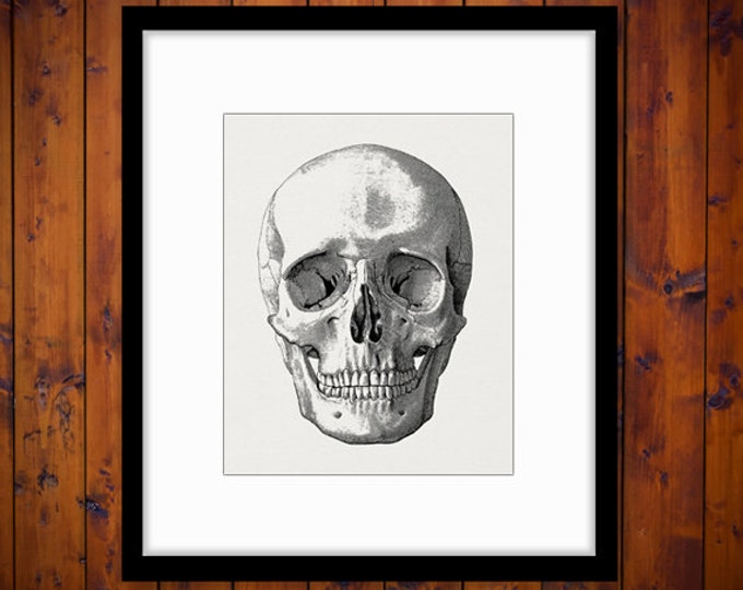 Skull Digital Image Skull Graphic Printable Skull Illustration Human Skeleton Halloween Image Download Artwork Jpg Png Eps HQ 300dpi No.2218