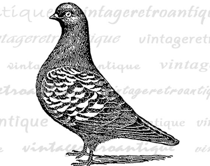 Printable Image Pigeon Graphic Bird Illustration Download Digital Vintage Clip Art Jpg Png Eps HQ 300dpi No.3075