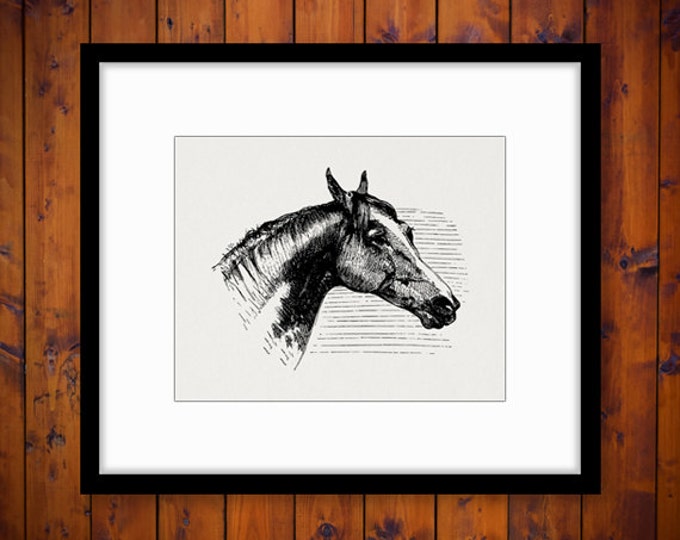 Printable Horse Diagram Image Graphic Digital Download Artwork Antique Clip Art Jpg Png Eps HQ 300dpi No.2277