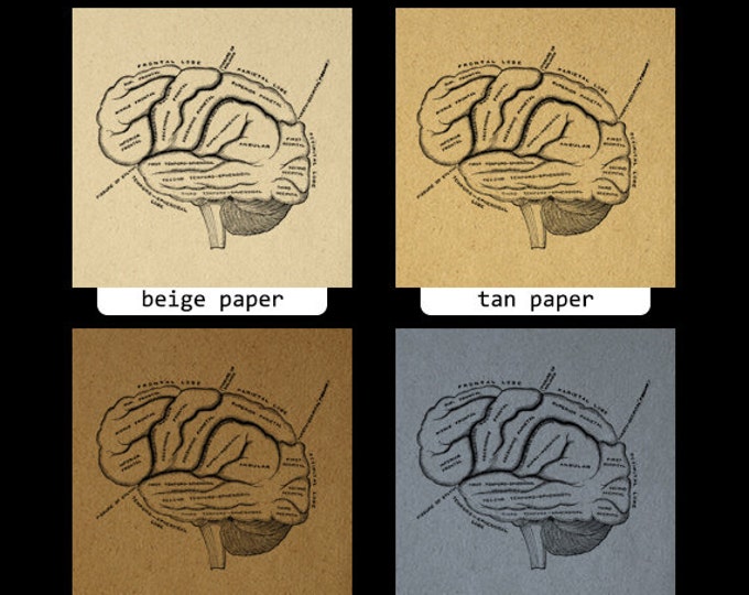 Digital Printable Brain Diagram Graphic Medical Image Anatomy Download T-Shirts Jpg Png Eps HQ 300dpi No.110