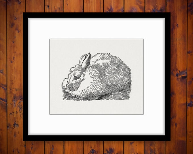 Angora Rabbit Bunny Graphic Image Digital Illustration Printable Download T-Shirts HQ 300dpi No.3180