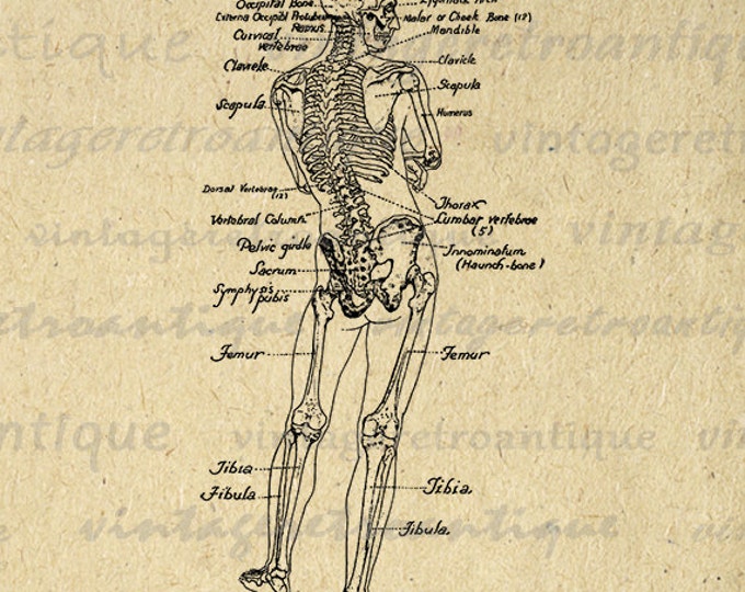 Printable Human Skeleton Diagram Graphic Download Image Medical Anatomy Digital Vintage Clip Art Jpg Png Eps HQ 300dpi No.3801