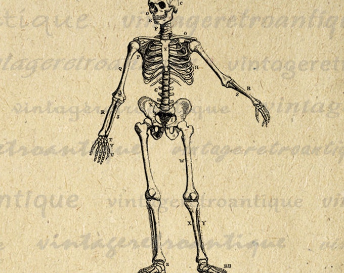 Skeleton Diagram Image Graphic Download Printable Digital Artwork Vintage Clip Art for Transfers Printing etc HQ 300dpi No.2318