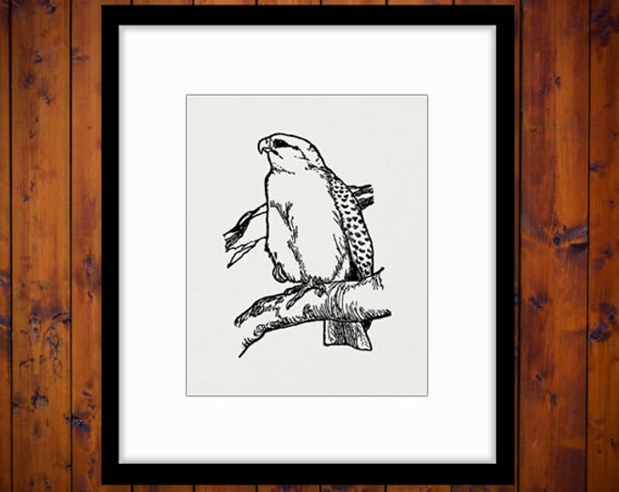 Printable Digital Falcon Download Bird Graphic Image Jpg Png Eps HQ 300dpi No.139