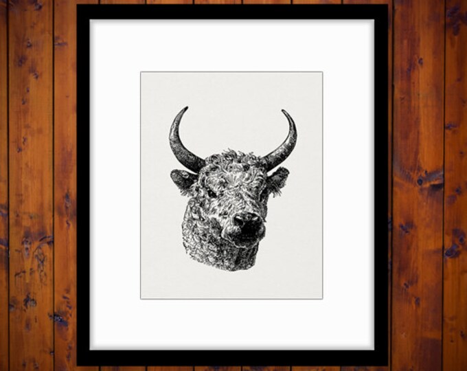 Printable Graphic Bull Digital Download Cow Image Artwork Vintage Clip Art Jpg Png Eps HQ 300dpi No.4156