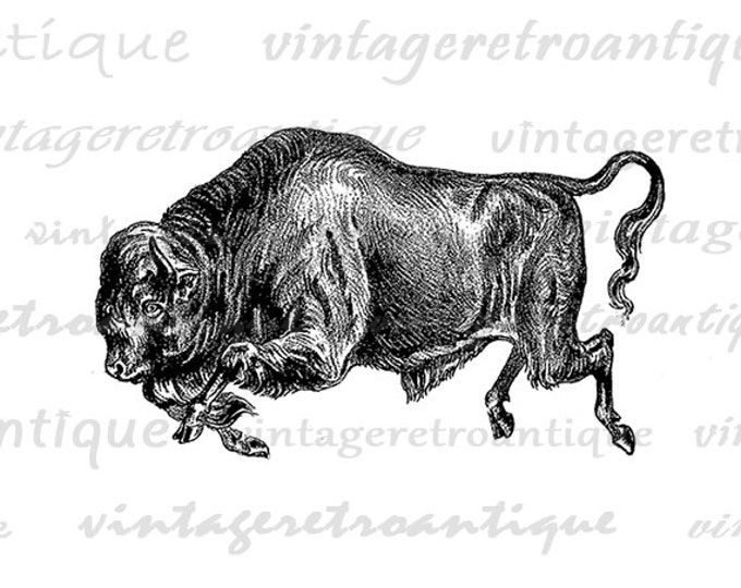 Digital Printable Wild Buffalo Image Animal Graphic Download Vintage Clip Art for Transfers Printing etc HQ 300dpi No.262