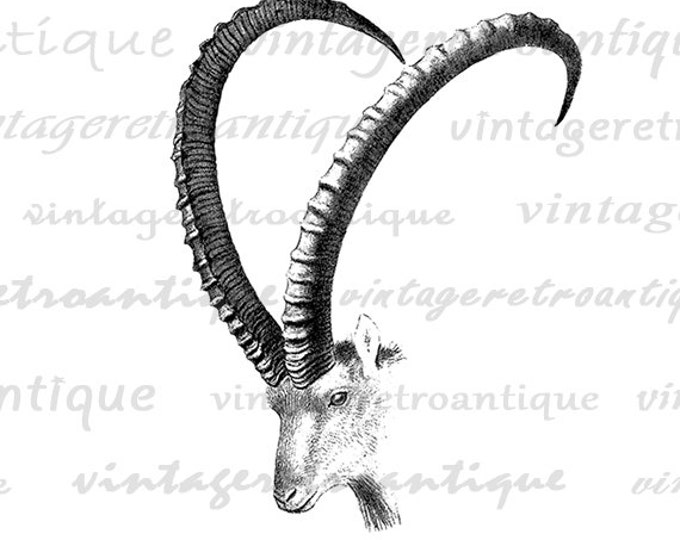 Printable Ibex Goat with Horns Graphic Image Digital Download Vintage Clip Art for Transfers etc HQ 300dpi No.486