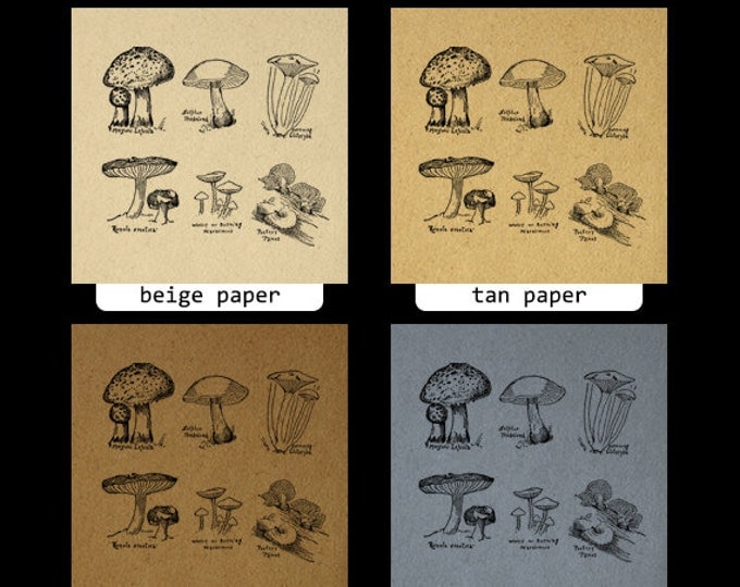 Mushroom Collage Sheet Image Printable Download Mushrooms Graphic Digital Vintage Clip Art Jpg Png Eps HQ 300dpi No.968