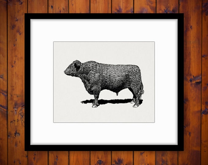 Digital Image Galloway Bull Cow Graphic Printable Download Vintage Clip Art for Transfers Making Prints etc HQ 300dpi No.3552