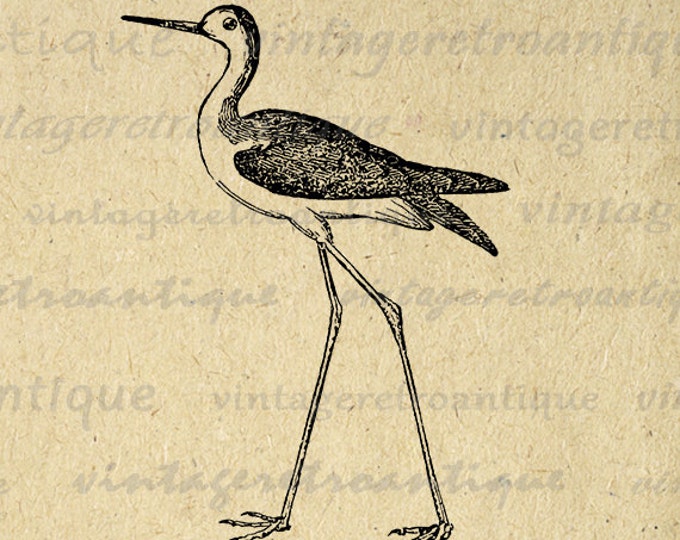 Digital Image Little Stilt Bird Graphic Antique Bird Download Printable Vintage Clip Art Jpg Png Eps HQ 300dpi No.601