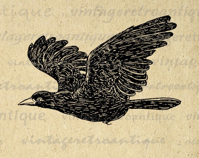 Digital Image Flying Bird Graphic Antique Illustration Printable Download Vintage Clip Art Jpg Png Eps HQ 300dpi No.3777