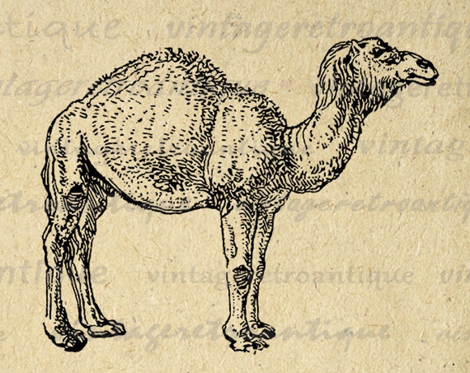 Camel Printable Image Graphic Download Camel Digital Illustration Antique Clip Art Jpg Png Eps HQ 300dpi No.4308