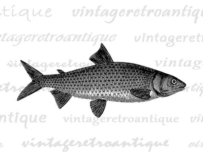 Antique Fish Illustration Digital Image Download Fishing Printable Fish Graphic Jpg Png Eps HQ 300dpi No.4267