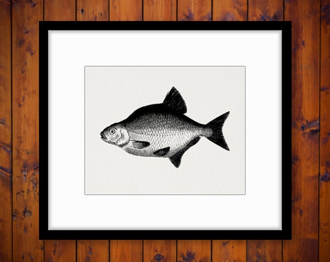 Printable Digital Antique Fish Illustration Download Fishing Graphic Image Vintage Clip Art Jpg Png Eps HQ 300dpi No.4119