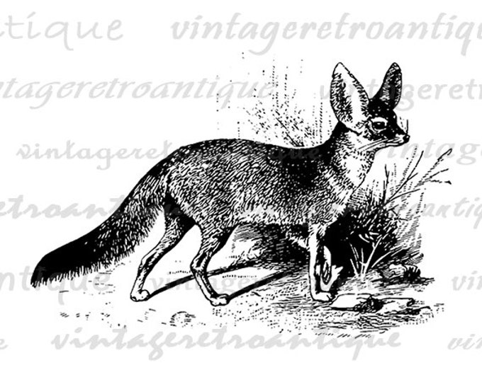 Printable Fennec Fox Digital Download Illustration Image Graphic Antique Clip Art Jpg Png Eps HQ 300dpi No.3222