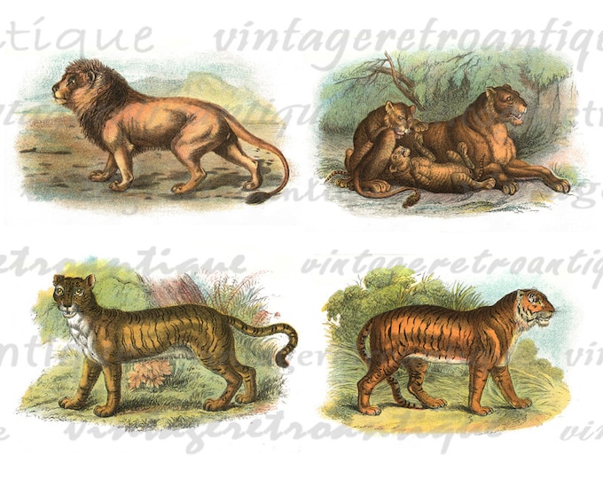 Lion Tiger and Other Wild Cats Digital Image Download Printable Graphic Vintage Clip Art No.1252