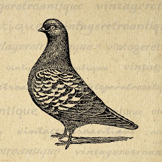 Printable Image Pigeon Graphic Bird Illustration Download
