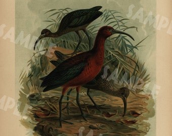 GLOSSY IBIS-SICHLE Original antique bird print large folio natural history Chromolithograph decorative art wall art 1890's
