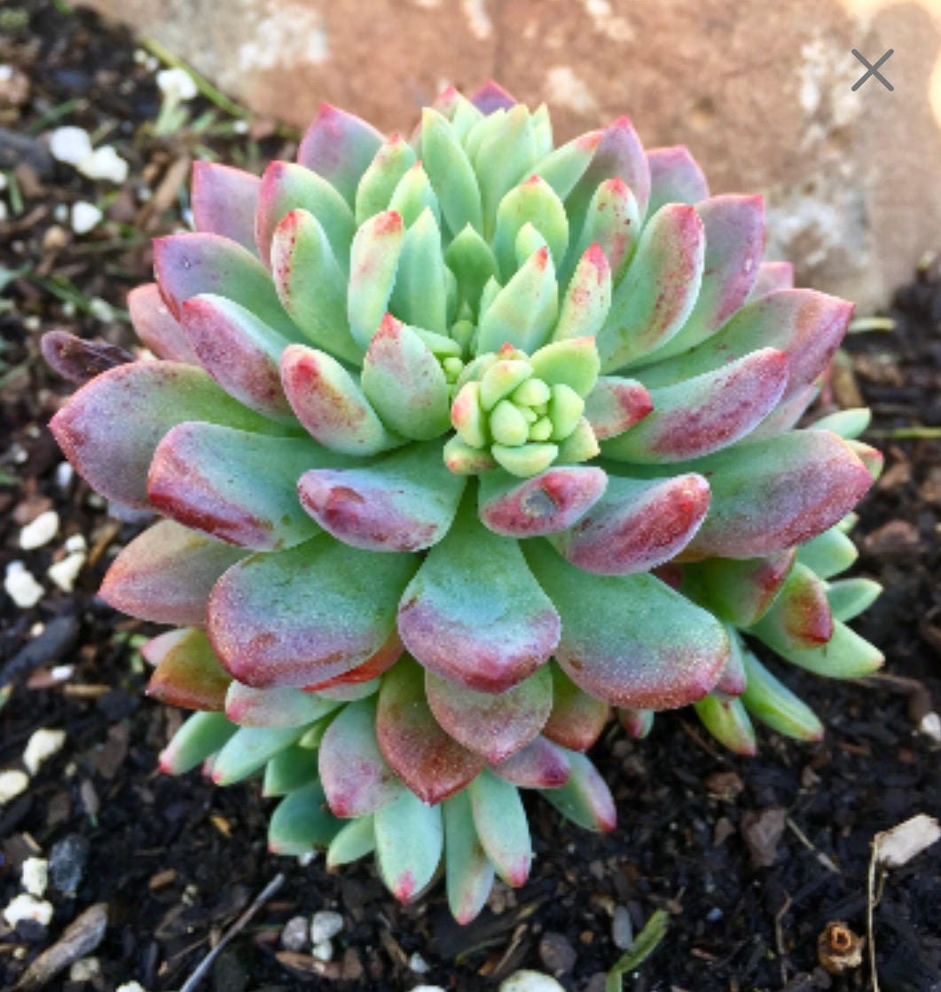 2 Succulent cutting Sedeveria Blue Elf Hybrid