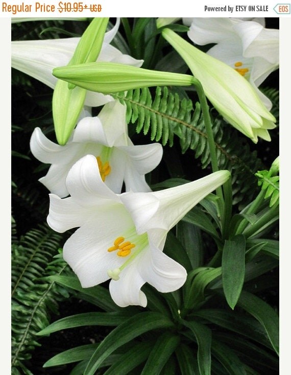 Lilium Longiflorum.Easter Lily Nellie White by CaribbeanGarden