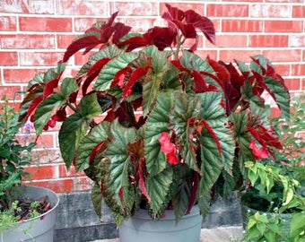Angel Wing Begonia Flowers, Tropical House Plant With Pink & Green Leavers Angelwing, A Perfect Indoor Houseplant Garden