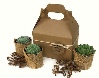 Succulent Gift Box-Garden in a Box-Teacher Gift-Gardener Gift-Corporate Gift-Birthday Gift-Housewarming Gift-Graduation Gift-Thank You Gift
