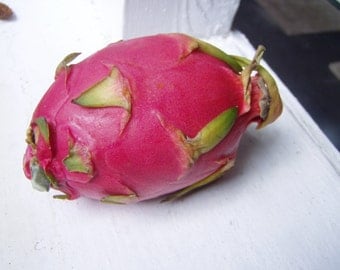 Hylocereus undatus Dragon fruit Strawberry Pear Quart Plant FREE SHIP