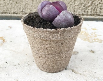 mini "purple rain" lithops cactus in a peat pot