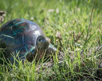 one tiny turtle