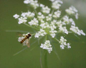 Queen Anne's Lace with bee