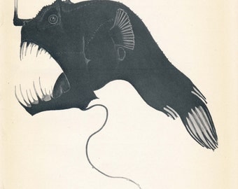 1926 Sea-Devil Fish or Angler Fish Antique Print