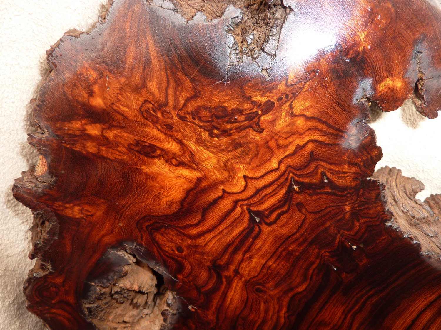 Ironwood Burl Live edge artistic wood project Sonoran desert wood slab ...