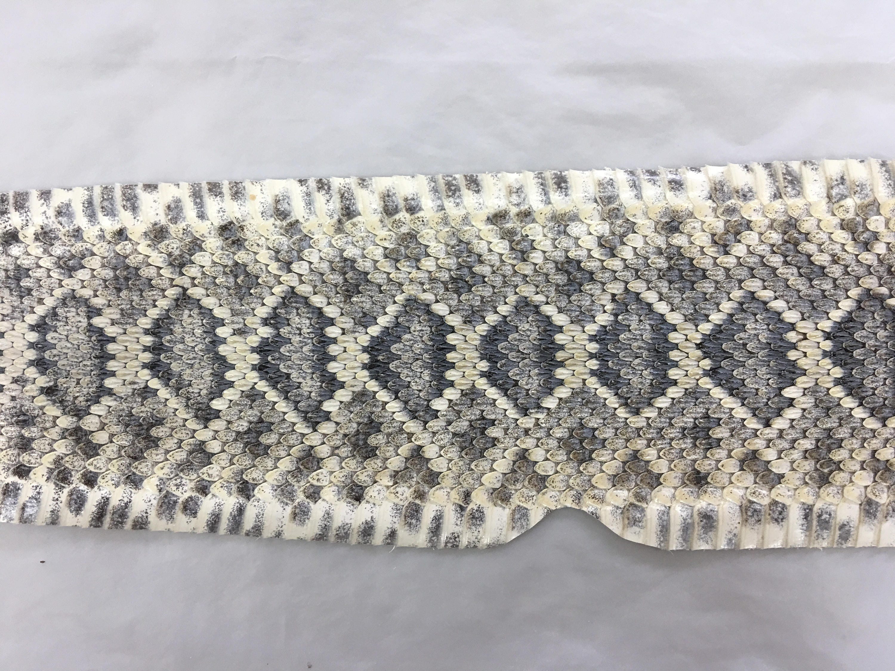 Eastern Diamondback Rattlesnake Hide, tanned, snake skin, snake print