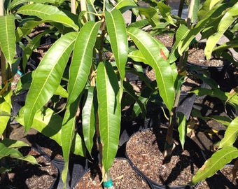 1 Live vietnamese mango fruit plant - cay xoai tuong - 18 To 27 Inches tall -m166