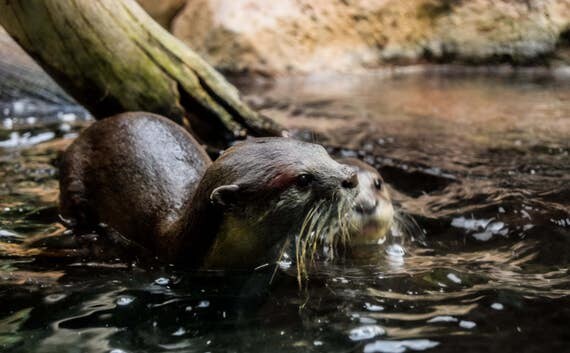 Nature, Otter, Wildlife Photograph, Otter Photography, Nature Photography, Wall Art, Wall Decor, Animal Print, Water Art, Home Decor, Print