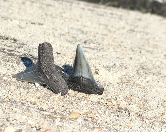 Lemon shark tooth | Etsy