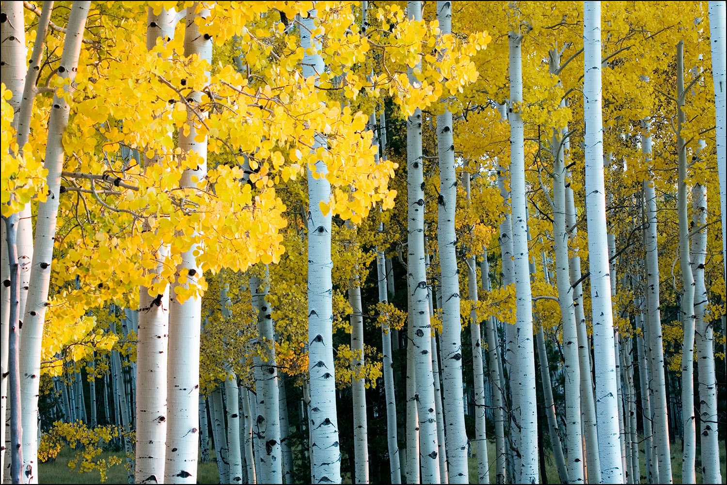 Forest Of Yellow Aspen Trees During Fall And The Changing Of Forest Of Yellow Aspen Trees During Fall And The Changing Of