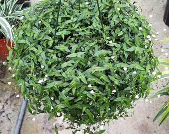 Tahitian Bridal Veil Cuttings (10)