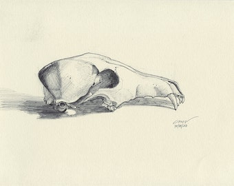 coyote skull sketch