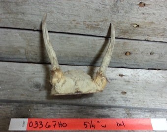 Small Set of Taxidermy Quality Whitetail Deer Antlersn - Lot No. 03367HO