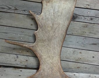 Moose Antler - Fresh Large Shed - Lot No. 48535HP