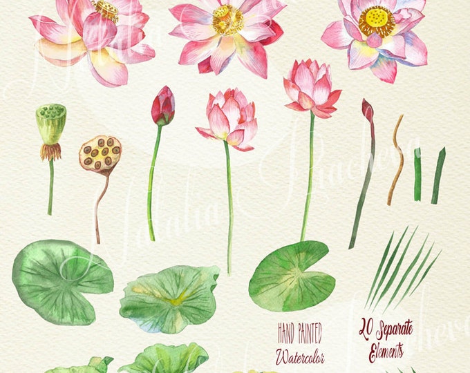 Lotus Flowers. Watercolor clip art, clipart, lotus, wedding, hand drawing, watercolor, blossom, nature, botanical, pink, oriental, spa,