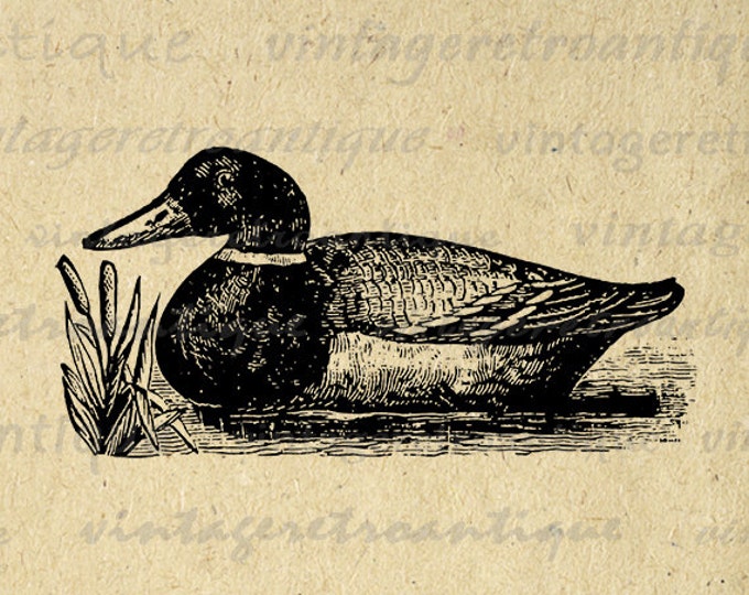 Printable Graphic Duck Image Antique Illustration Digital Bird Download Vintage Clip Art Jpg Png Eps HQ 300dpi No.1335