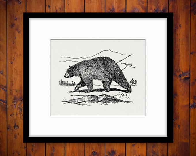 Digital Printable Black Bear Download Blackbear Graphic Image Antique Clip Art Jpg Png Eps HQ 300dpi No.3125