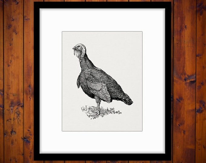 Wild Turkey Graphic Digital Printable Thanksgiving Download Image Vintage Clip Art Jpg Png Eps HQ 300dpi No.3267