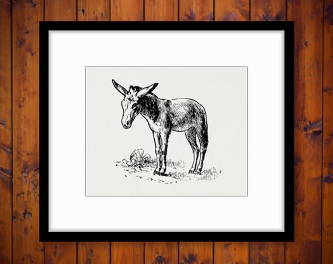 Printable Little Donkey Graphic Digital Horse Download Image Antique Clip Art Jpg Png Eps HQ 300dpi No.605