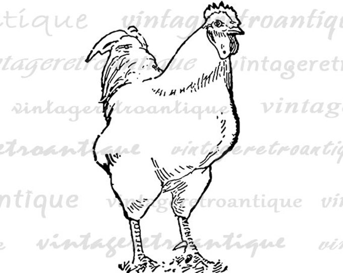 Chicken Graphic Digital Download Illustration Printable Farm Animal Image Vintage Clip Art Jpg Png Eps HQ 300dpi No.3093